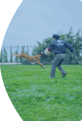 Flydog K9 Services